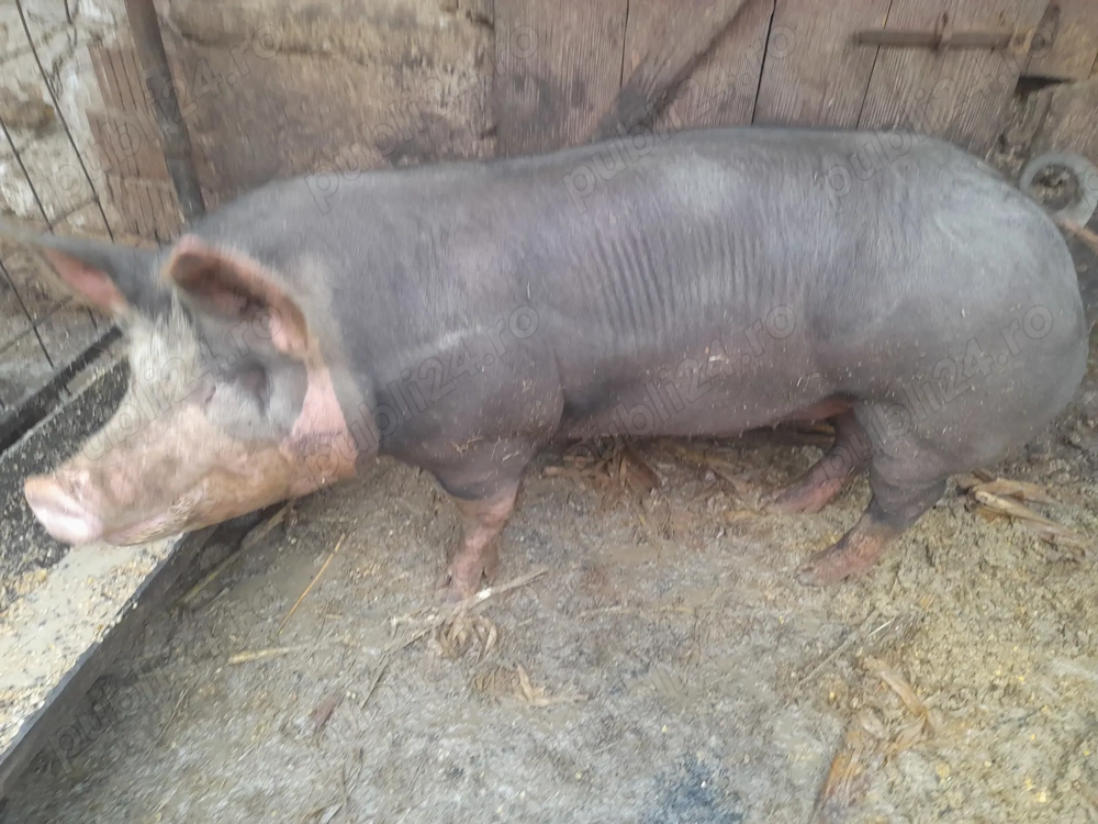 Porc de carne de vânzare 