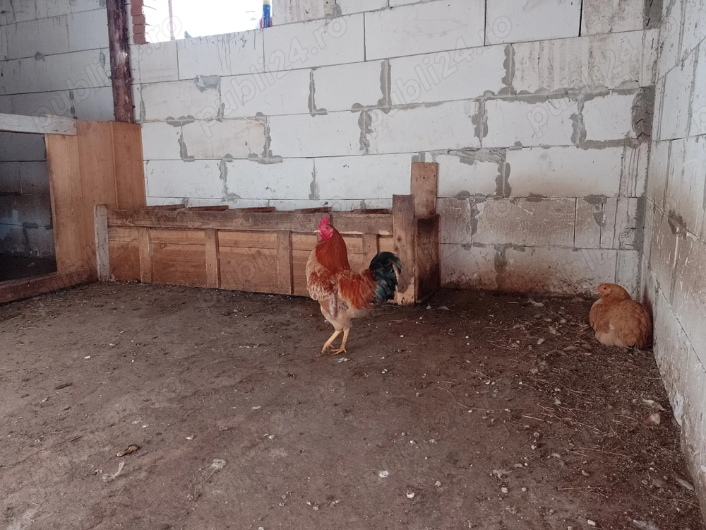 Vana cocosi de țară de anul acesta 50, 60 Ron bucata.