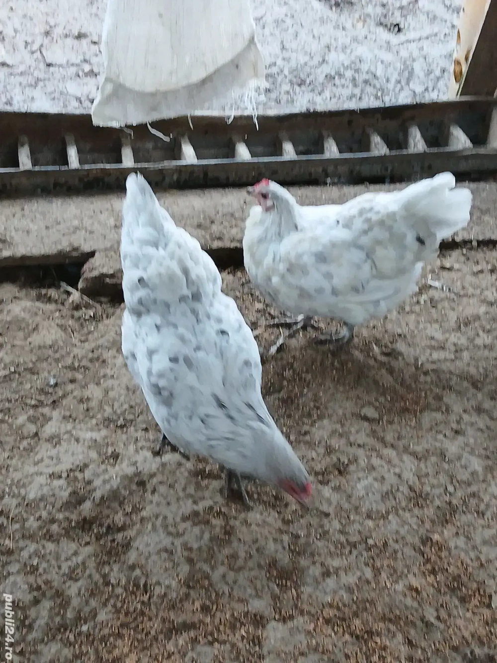 gaini rasă austrolop 