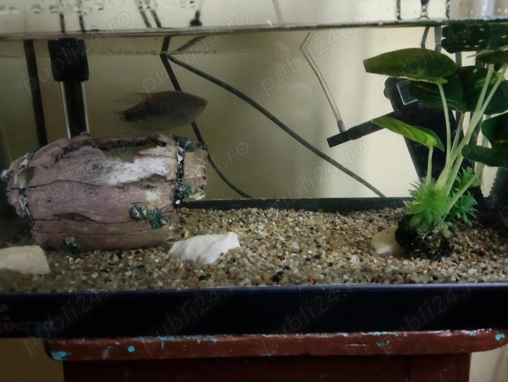 Acvariu de pesti cu toate accesorile cu care la cumparat