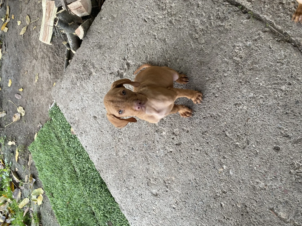 Vijla maghiara. Disponibili 2 baieti si 3 fete