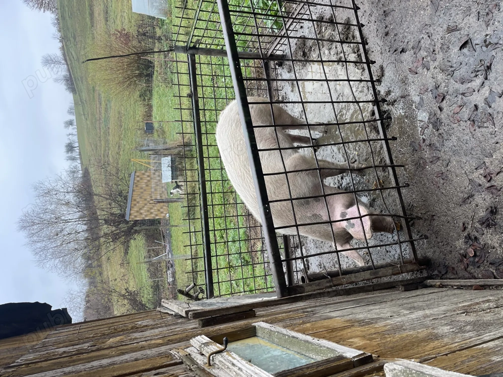 Porc de vânzare crescut cu mălai și zer