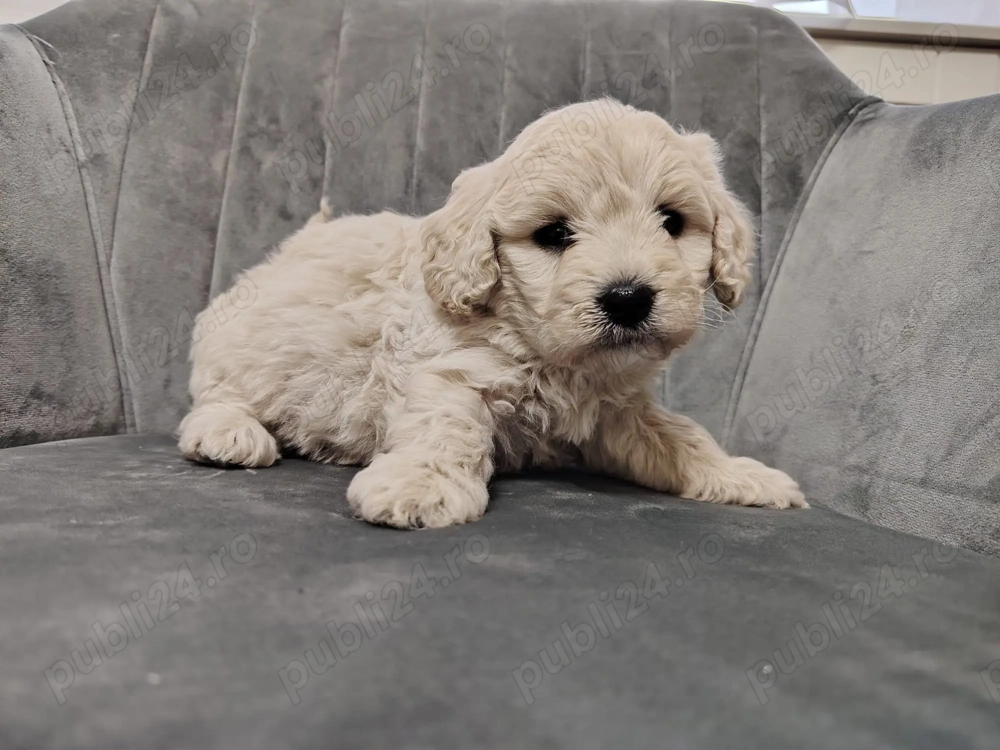 Vând cățeluși drăgălași iubitorilor de animăluțe (Bichon+ Maltipoo)