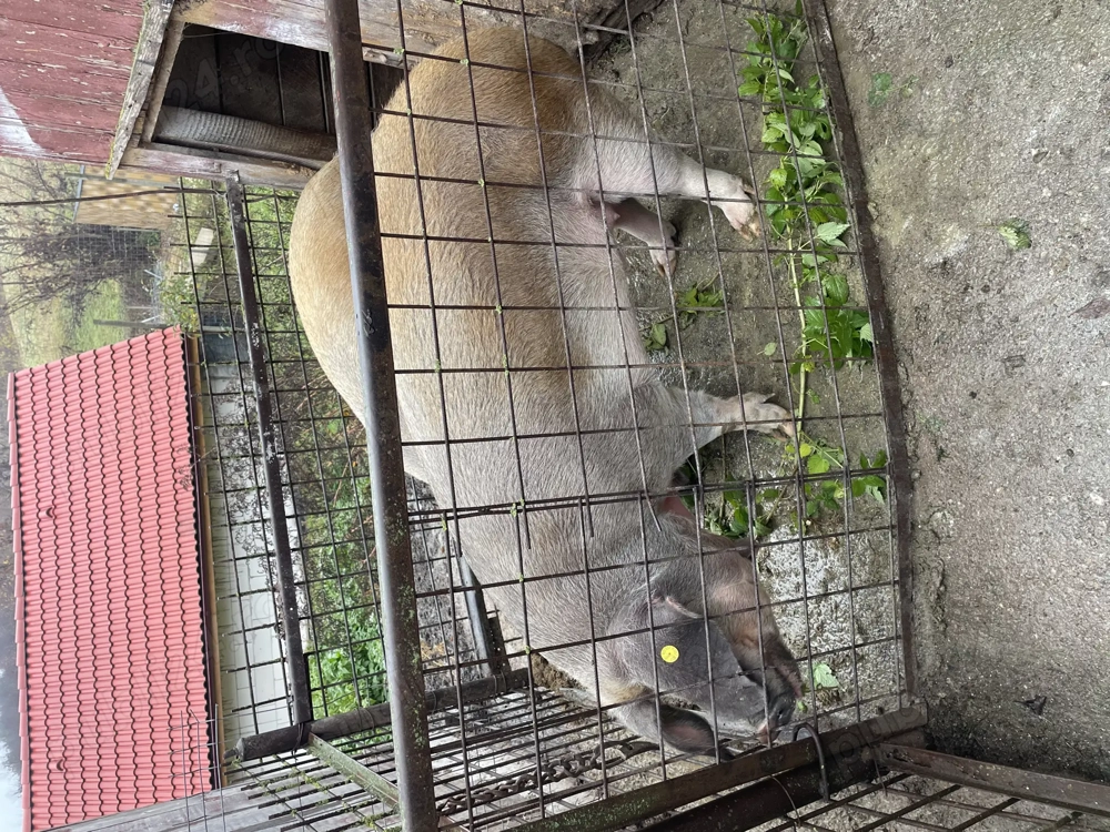 Porc de vânzare 17lei kg