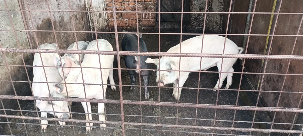 Purcei  14 săptămâni 