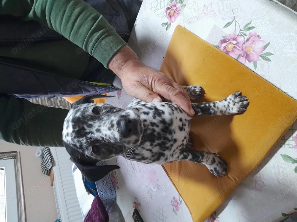 Cățeluși de dalmatian
