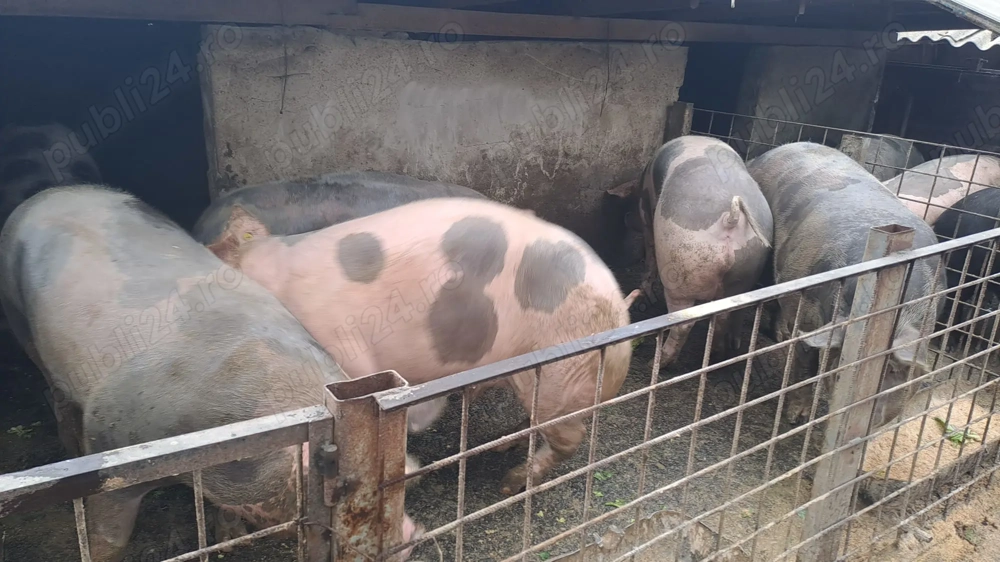 Vând porcii și purcei!