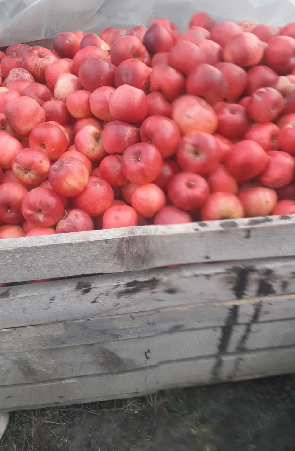 Vând mere Golden și Florina