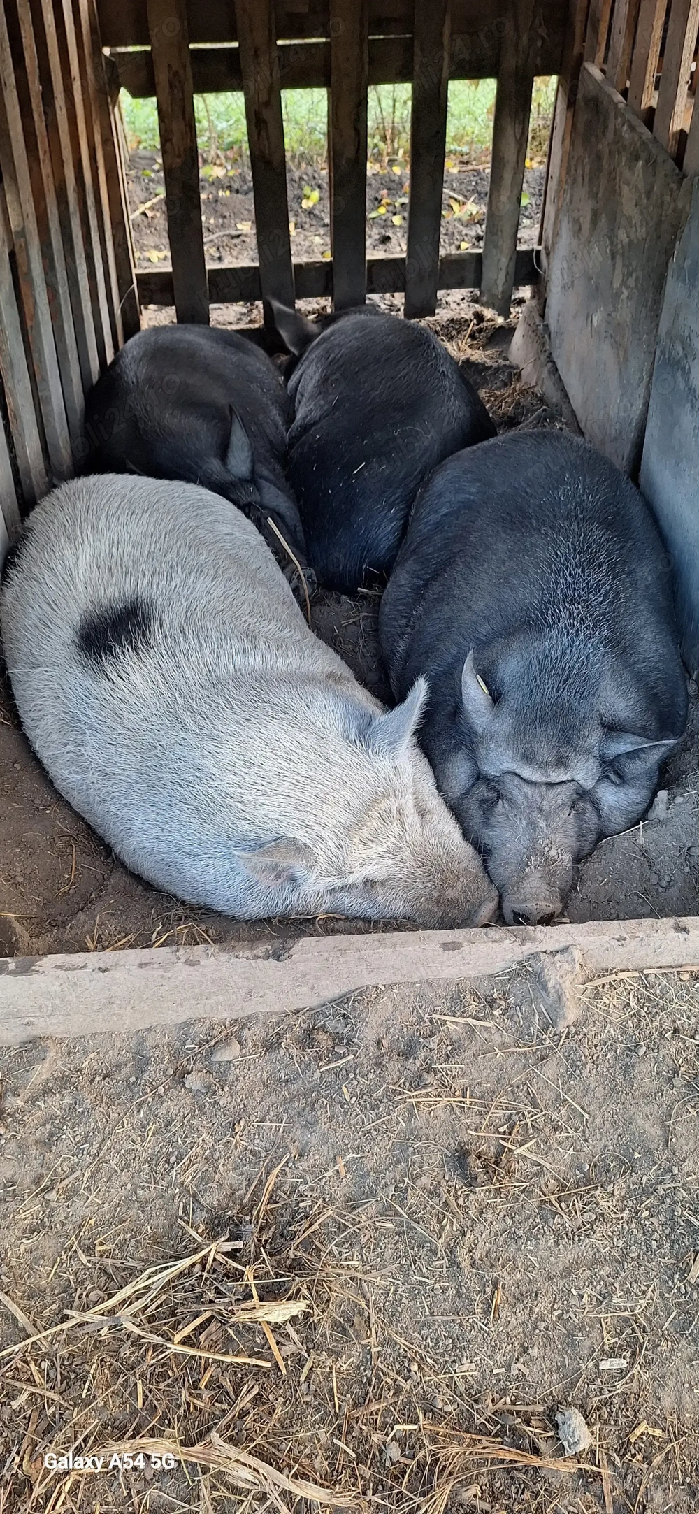 Porc vietnamez pentru consum