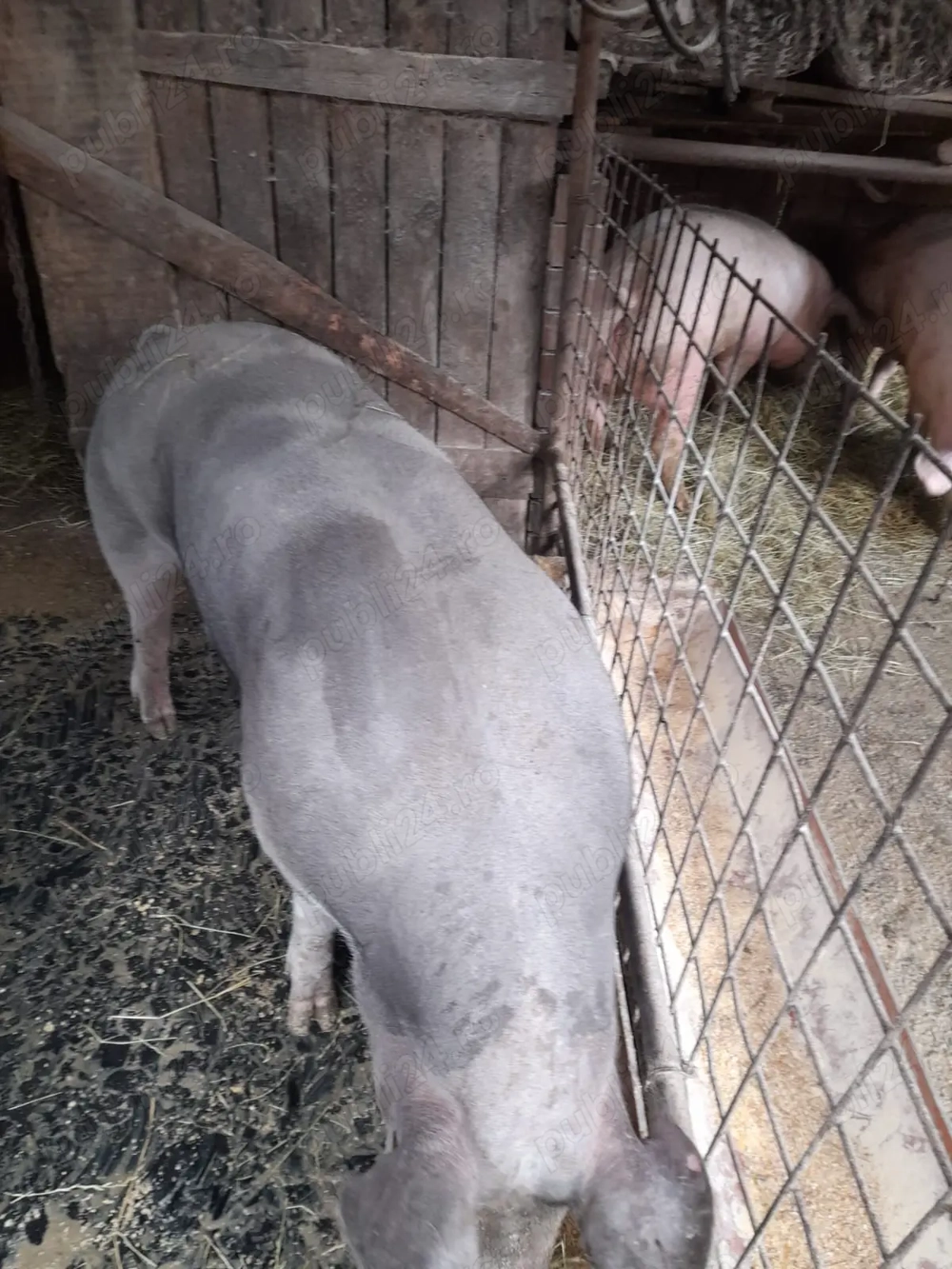 Vand porci 140-150 KG