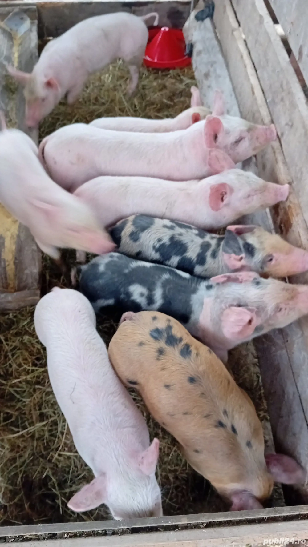 Vând purcei marele alb au 6 săptămâni 