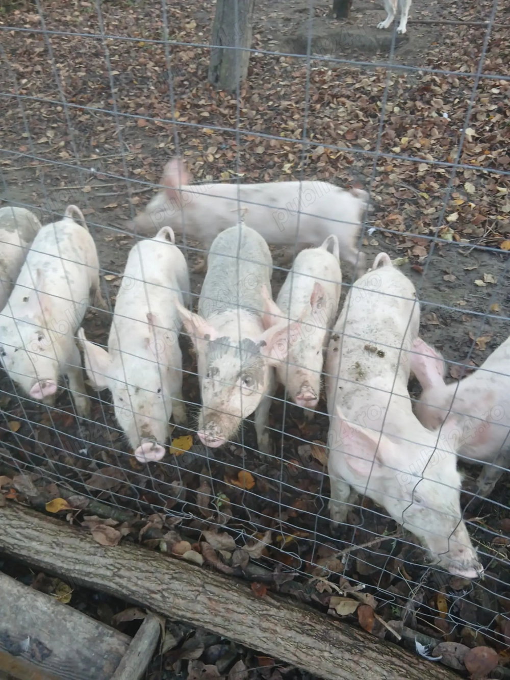 Vând purcei 40 kilograme 