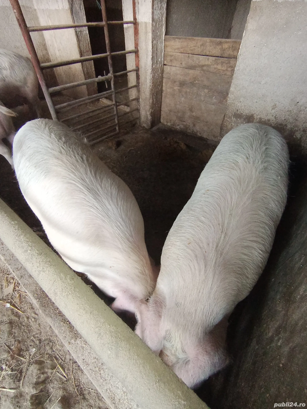 3 masculi și 3 femele de tăiat 