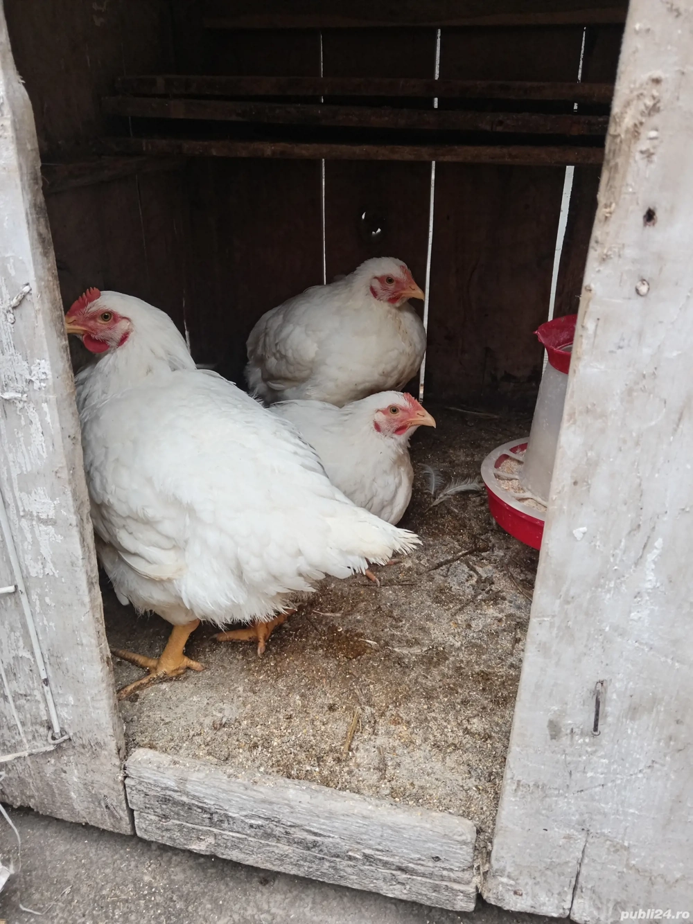 Pui de carne crescuți bio