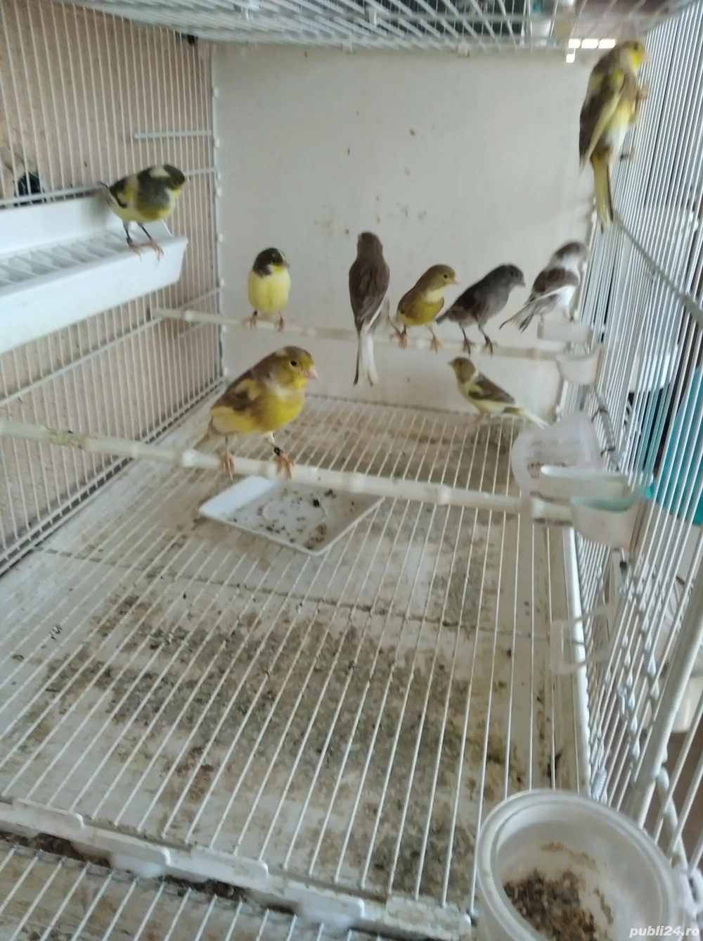 Vând canari Timbrado clasic 