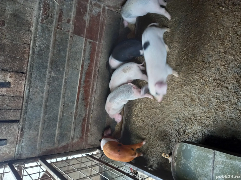 Purcei 6 săptămâni