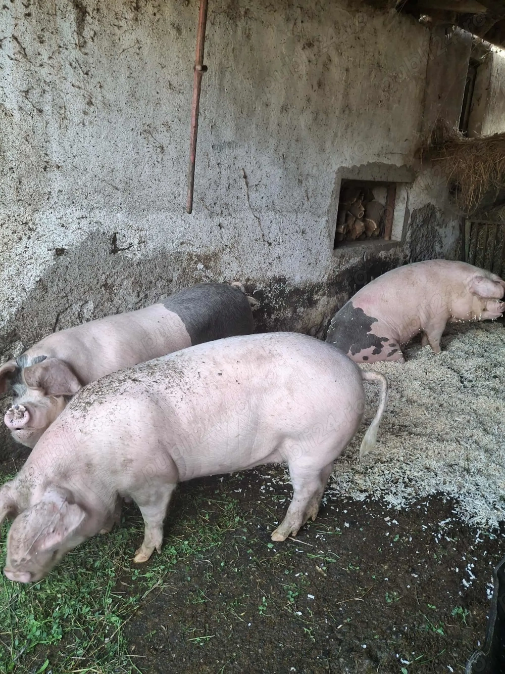 Vand porci rasa marele alb