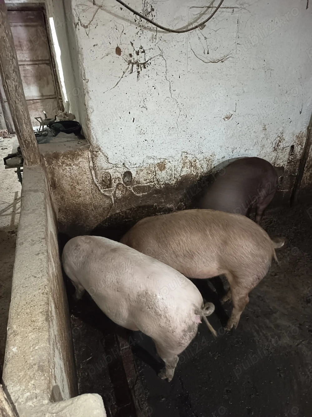 Porci pentru sacrificat