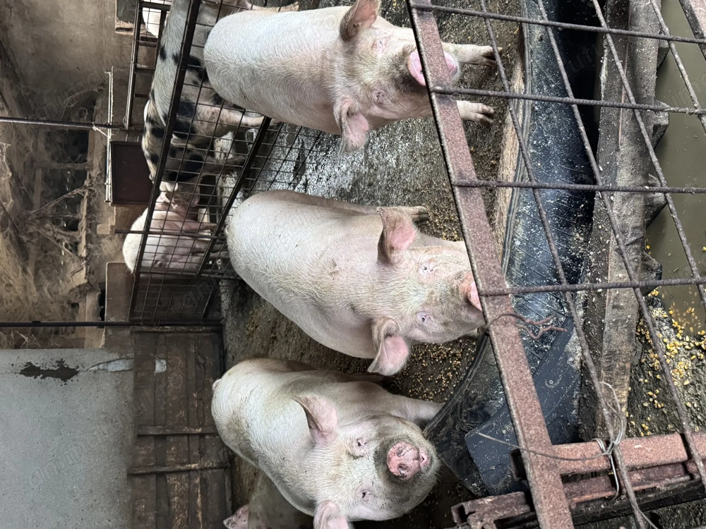 Porci de vânzare ! 