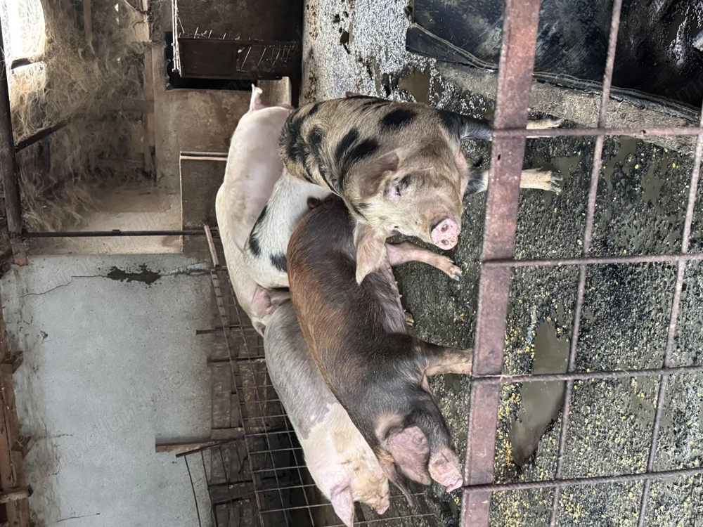 Porci de vânzare ! 
