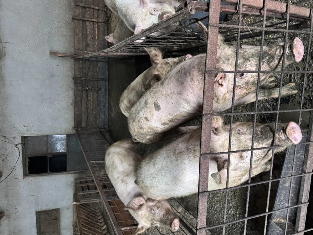 Porci pentru Crăciun 