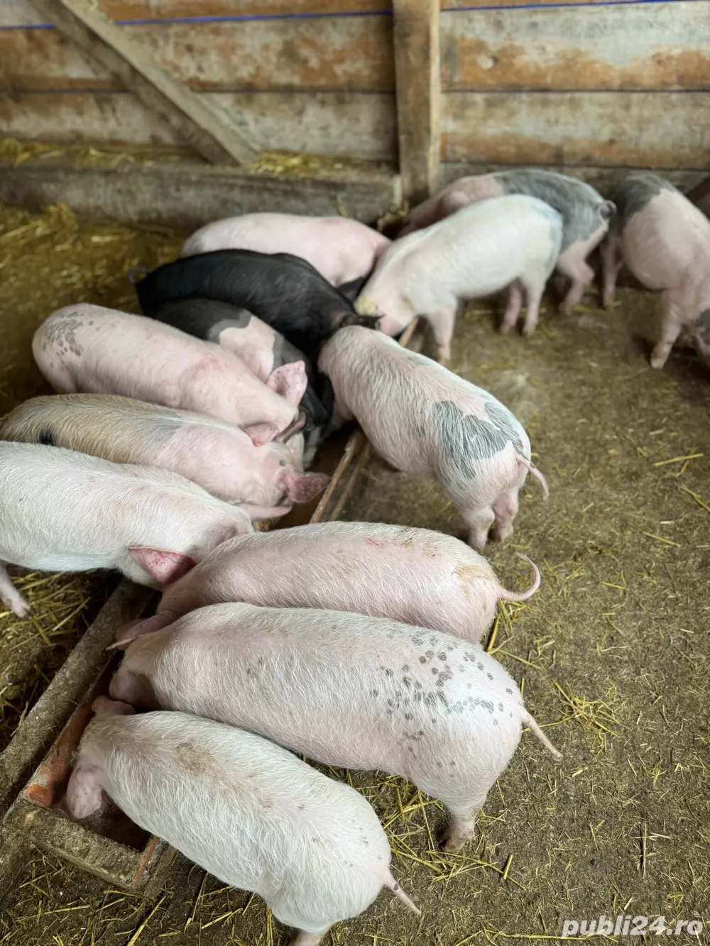 Purcelasi de vanzare