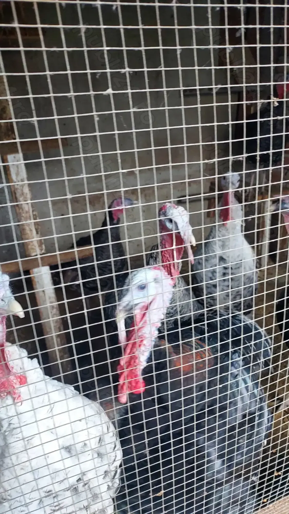 Vand curcani de casa