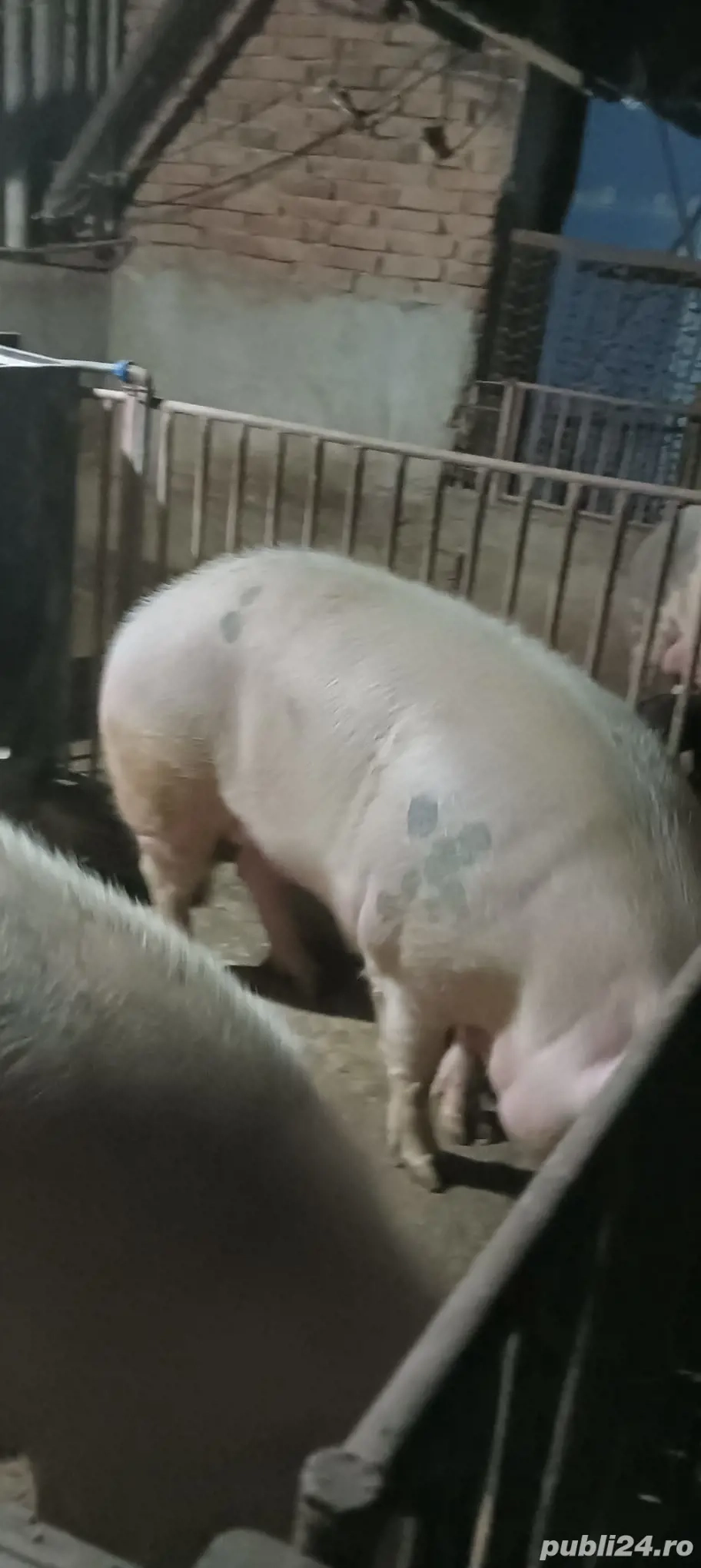 vand porc marele alb