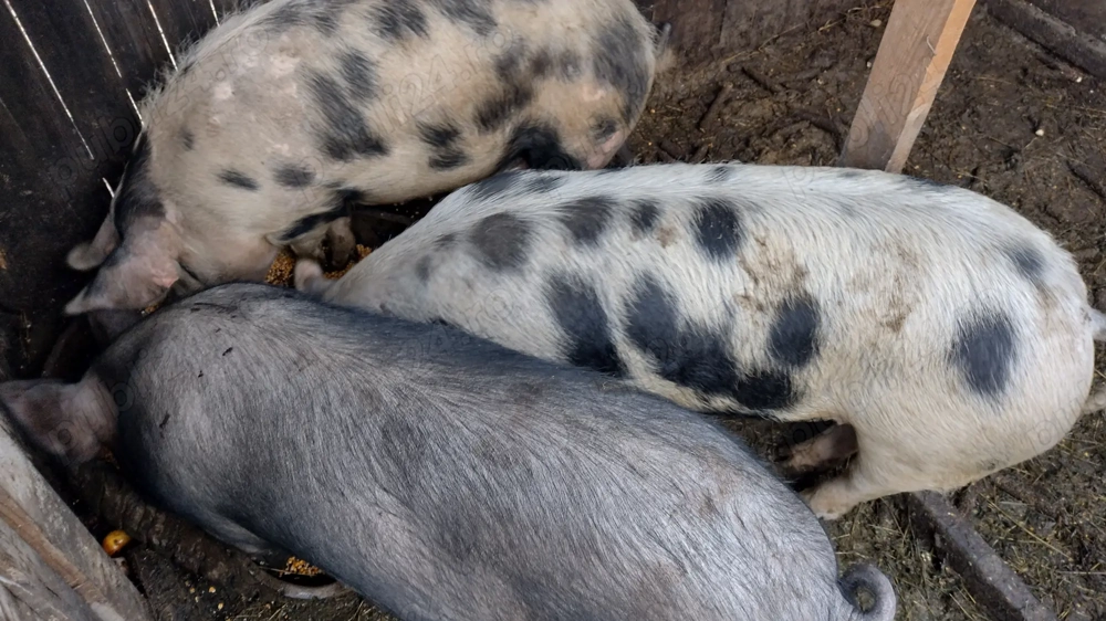 De vânzare!Mai este de vânzare doar un porc!16 lei kg!