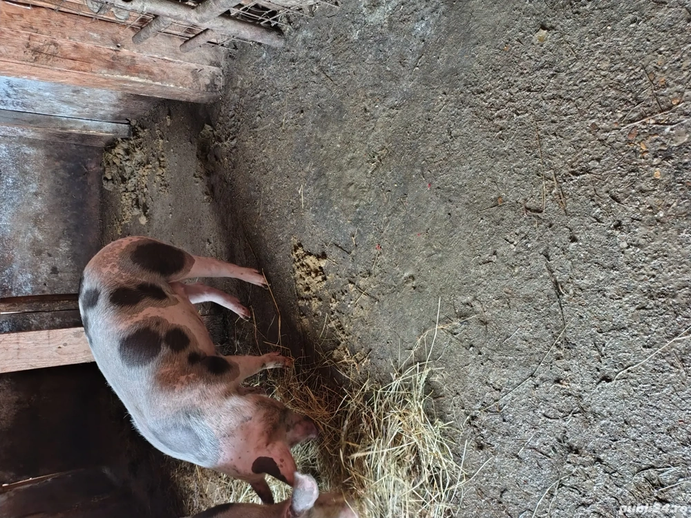 vând purcea pietrean 