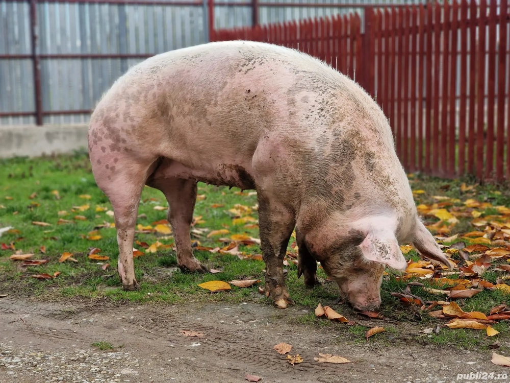 Vând porc proveniență montă