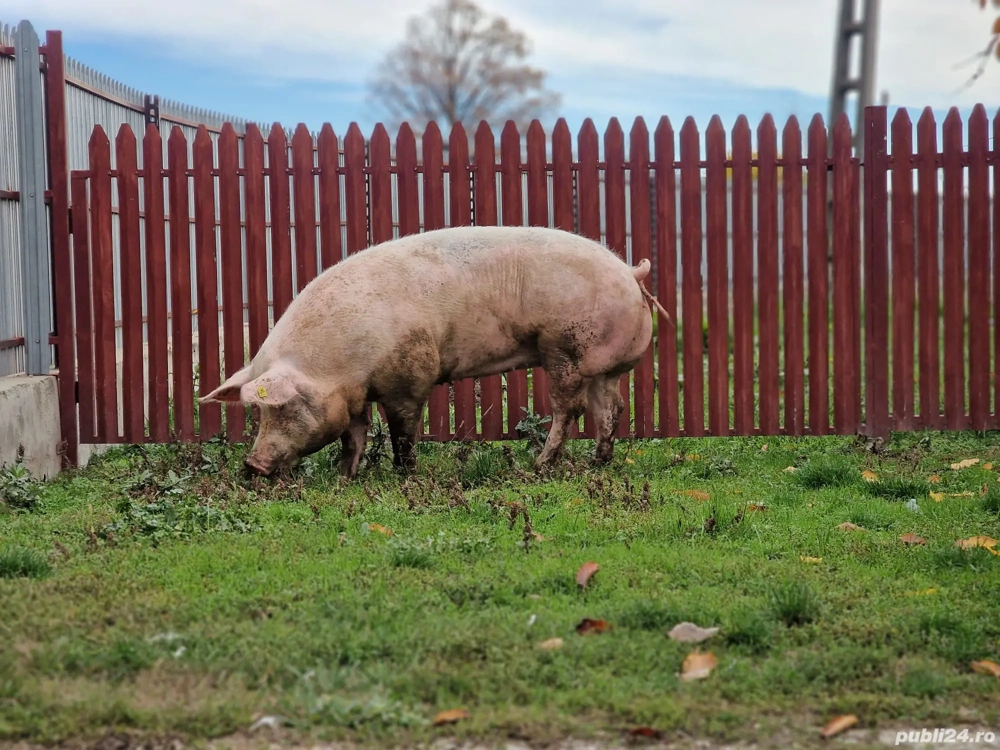 Vând porc talie mare