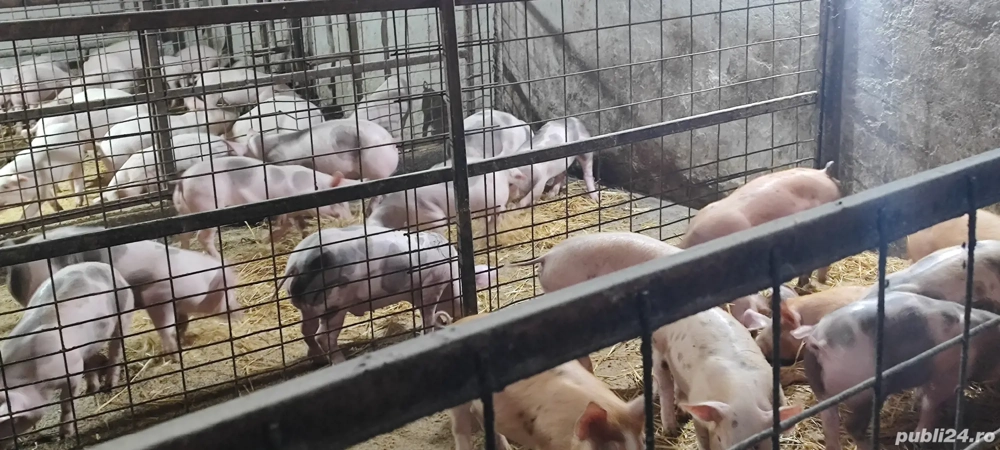 Purcei rasă carne 20-30 kg bucata 
