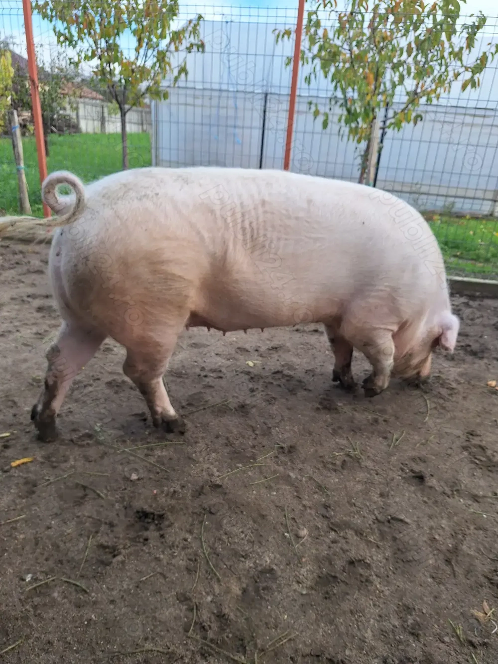 Vind o purcea 150 kg afost fătat a avut 13 purcei