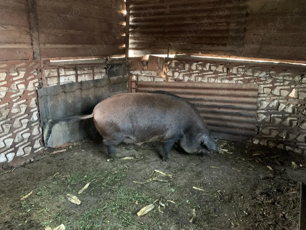 Porc de bun de tăiat 