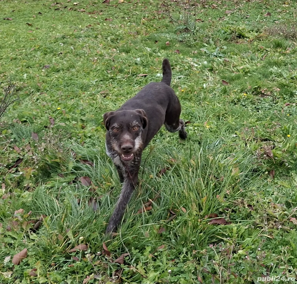 Brac german cu pedigree