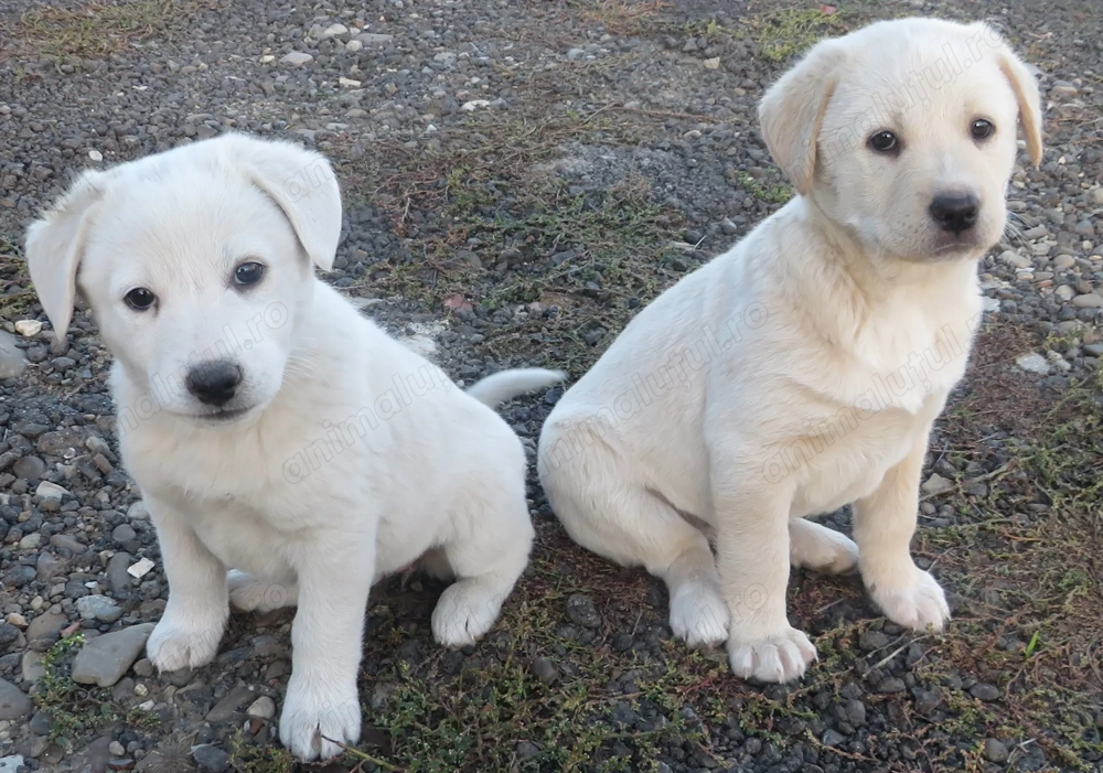 Donez căței iubitorilor de animale