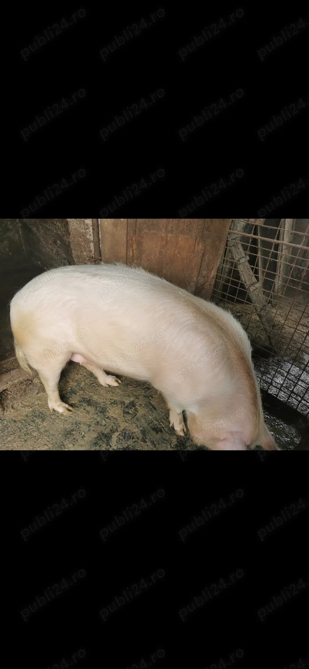 De vânzare purcea marele alb cu landrace 