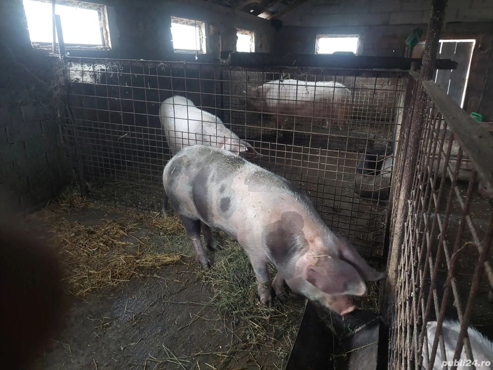 vînd porc sacrificat