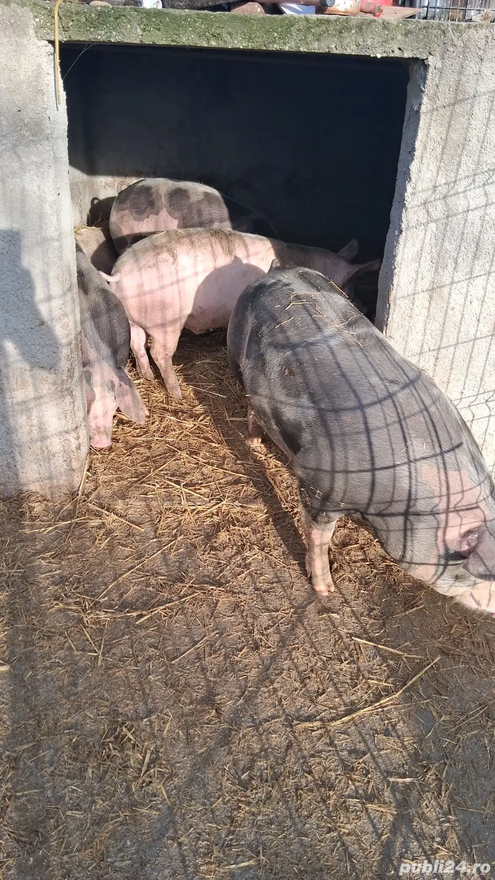 porci de vânzare crescuti natural cu cereale de mici rasa pietran cu landrace au in jur de 100-130kg