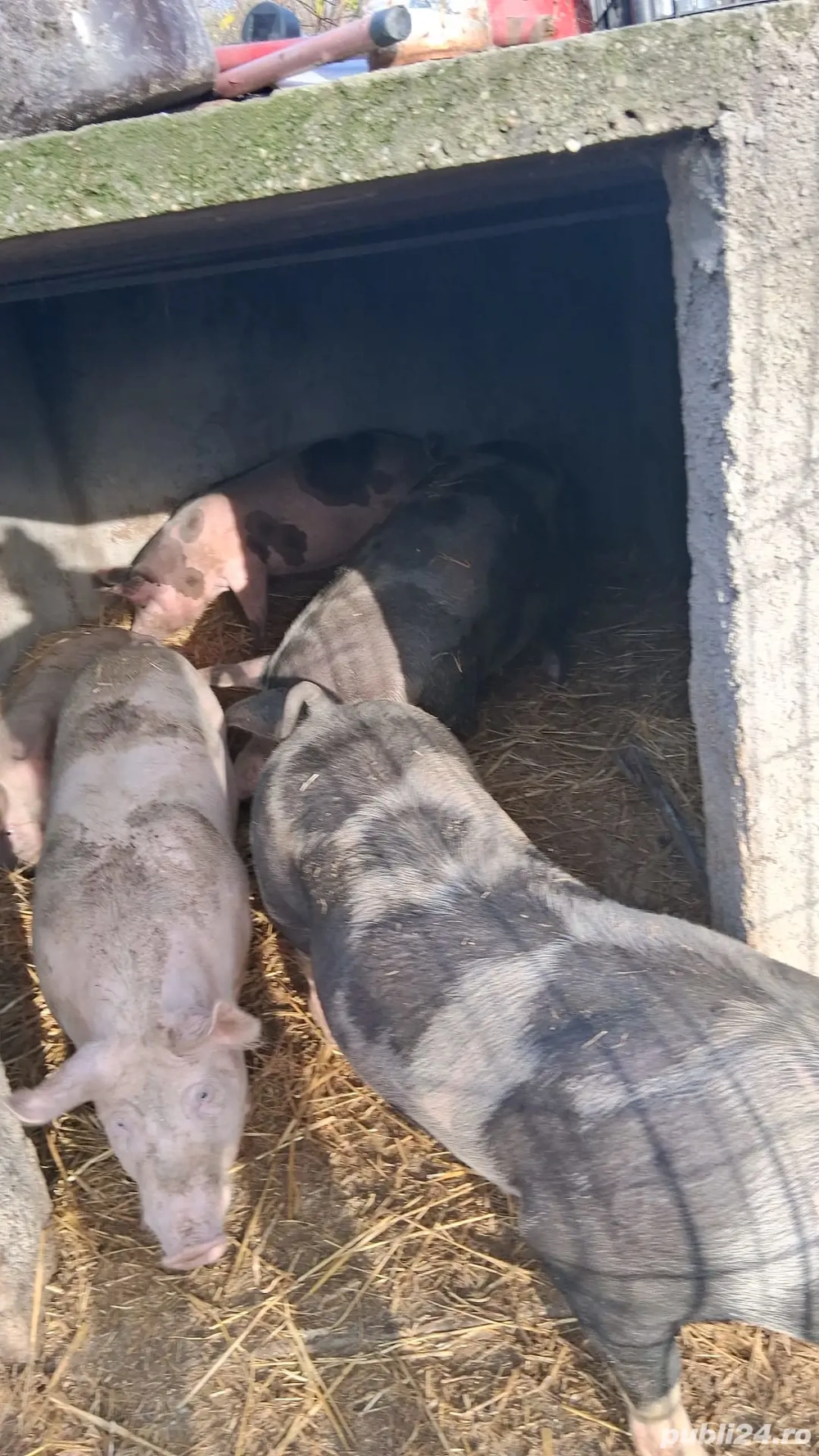 porci de vânzare crescuti natural cu cereale de mici rasa pietran cu landrace au in jur de 120-140kg