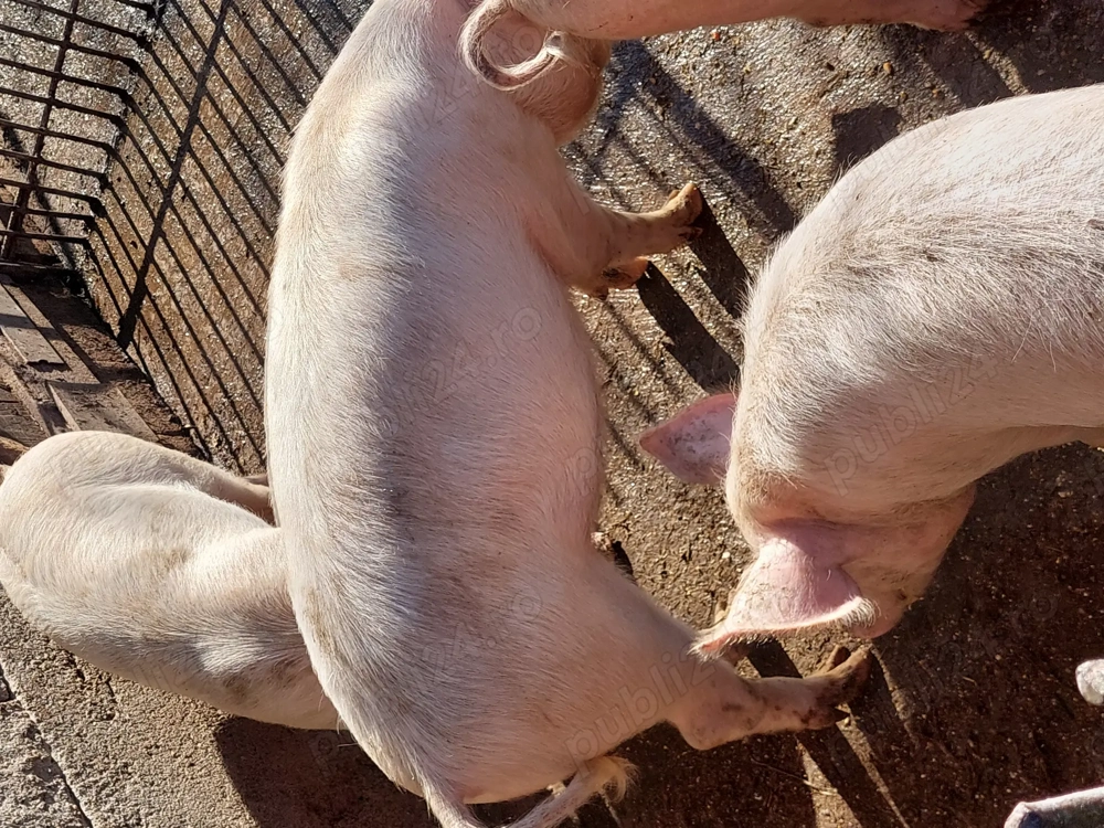 Șoldoni de vânzare 