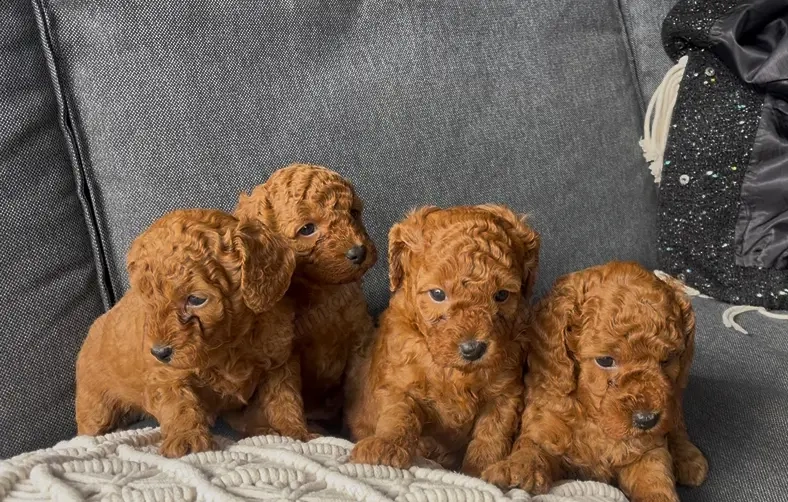 Pudel toys vaccinați și deparazitați 