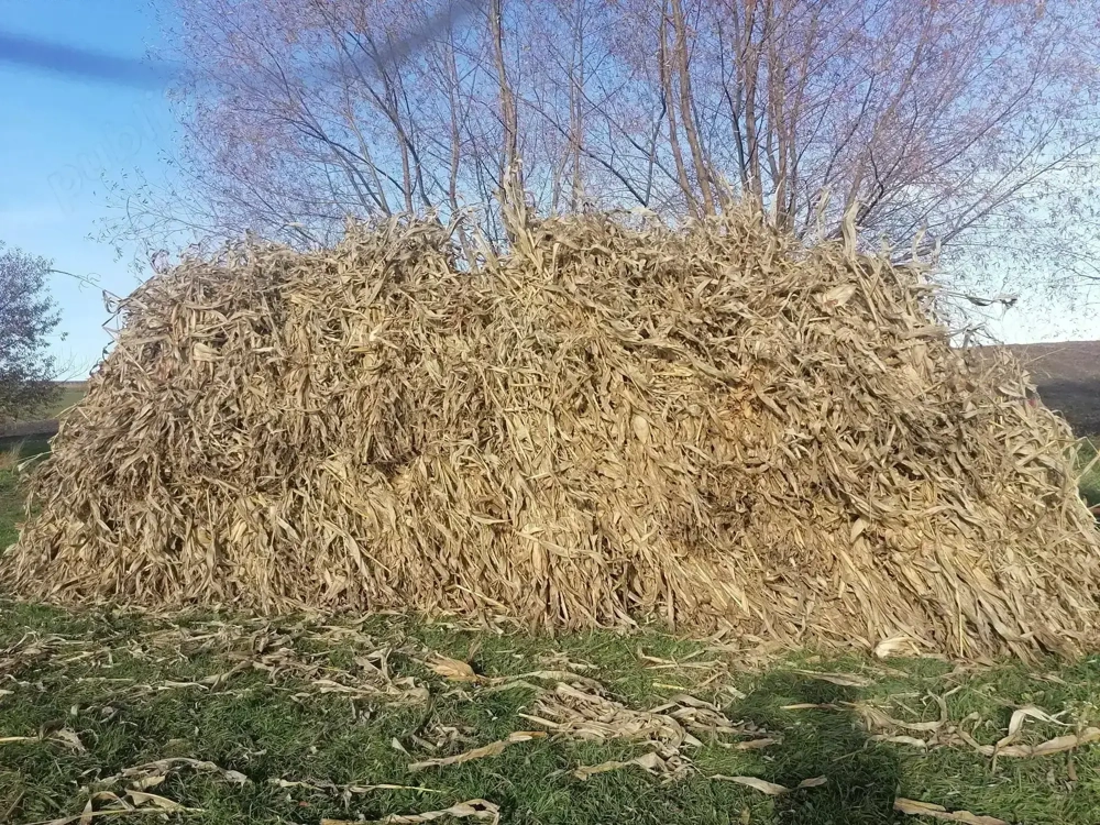 Vînd ovăz este uscat șii foarte bun preț 1.50 plus strujeni pentru animale 1.50 li snopu  mai am vre