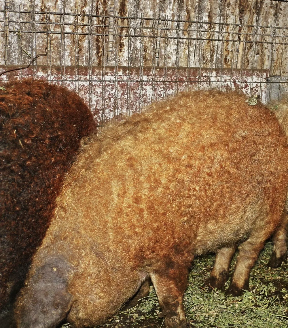 Porci mangalița rasa pură 