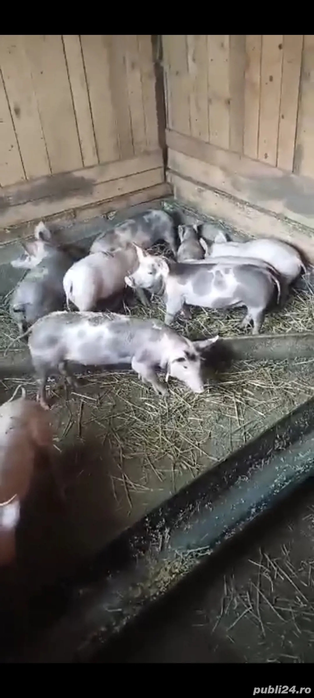 vand purcei pietrani cu marele alb 