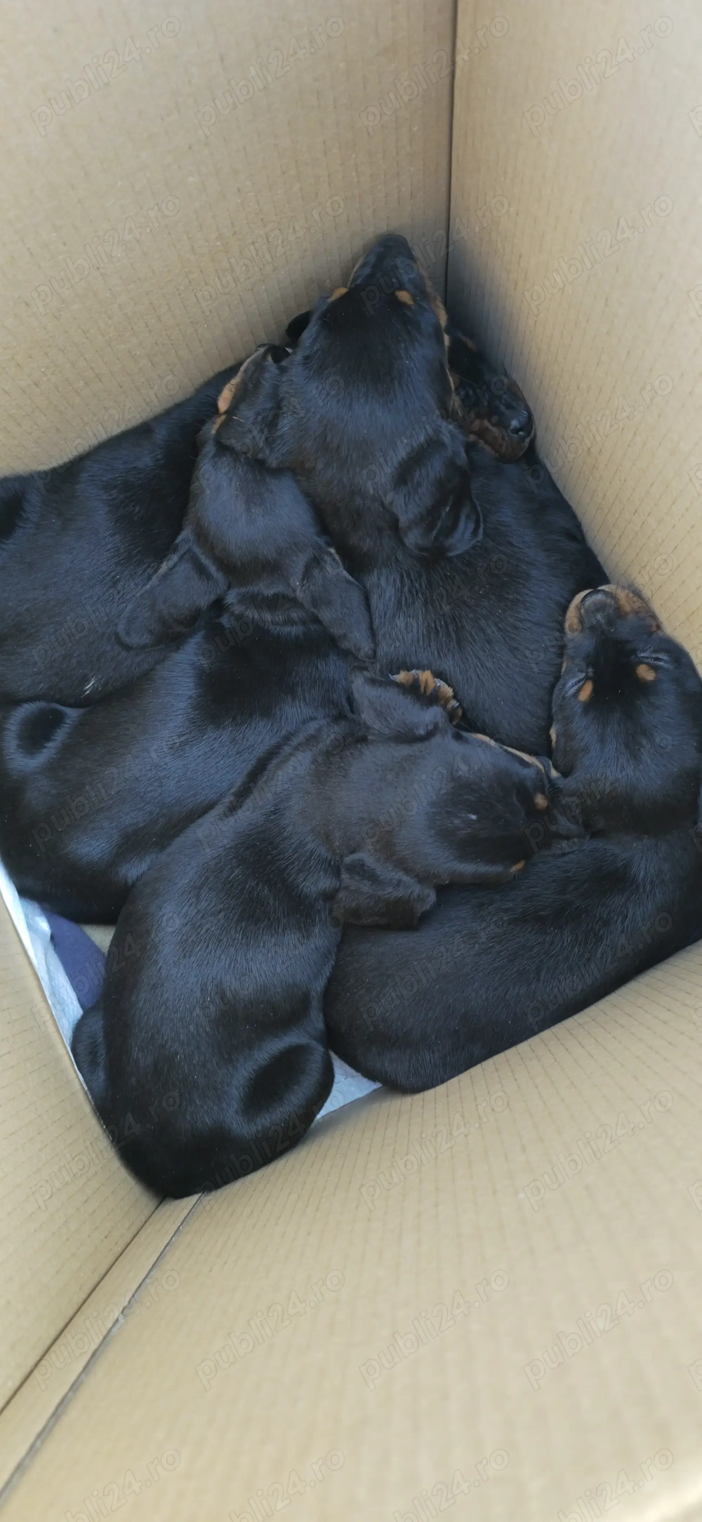 Căteluși Copoi Ardelenesc de vânătoare.