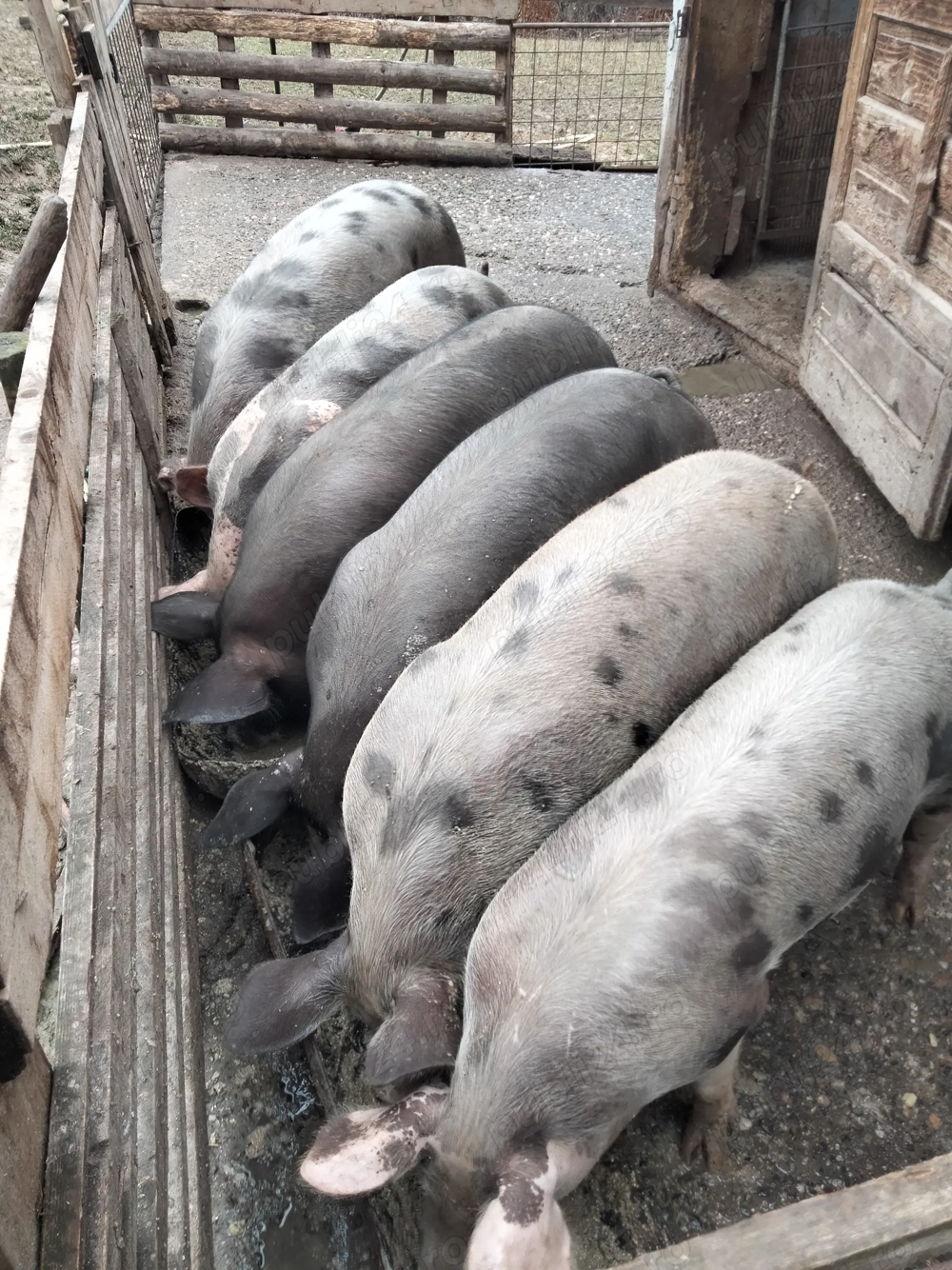 Porci de carne de vazare