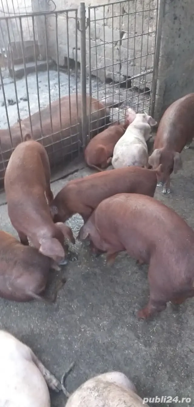 purcei 25 kg rasa duroc 