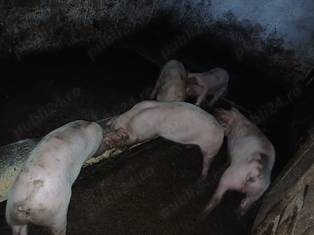 Vand purcei de 9 saptamani